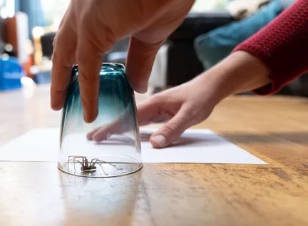 Halten Sie Ihr Haus und Ihr Schlafzimmer mit diesen praktischen Tricks völlig frei von Spinnen.